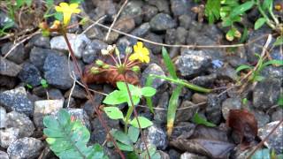 Biophytum Sensitivum  Little Tree Plant  Biophytum Umbraculum  Medicinal Plant [upl. by Remled488]