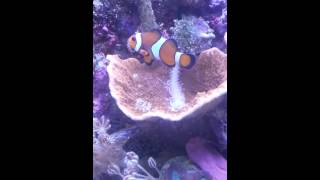 Clownfish Vs Bristleworm [upl. by Ayalat621]