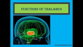 FUNCTIONS OF THALAMUS [upl. by Wina49]