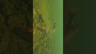 A tough choice for this pike between a goldfish and a bream  pike fishing underwaterworld [upl. by Daune]