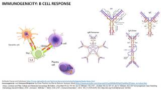 Immunogenicity causing Antidrug Antibodies How Why Which cells What and When [upl. by Osicran]