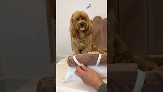 Meraviglioso lettino per cani 🩷 maltipoo cagnolino maltipooshorts [upl. by Nellie548]