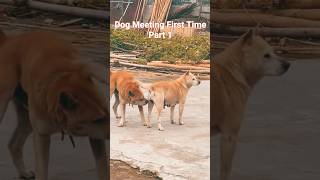 Dog Meeting First Time Video shorts doglover shortsfeed pets funny mating [upl. by Shaina]