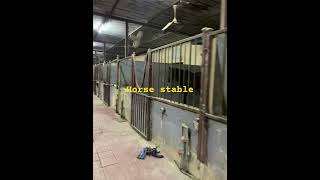 Horse love horse love Oman BMW viral video short [upl. by Eppesuig879]