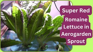 Super Red Romaine Lettuce in Aerogarden Sprout Hydroponics [upl. by Ruiz]