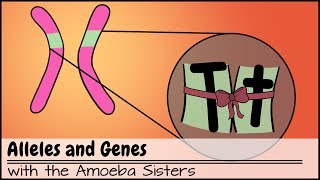 Alleles and Genes [upl. by Aurelio864]