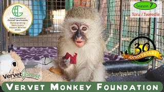 Toru the injured baby monkey follow up  Tweedle brought to sickbay [upl. by Kathryn]