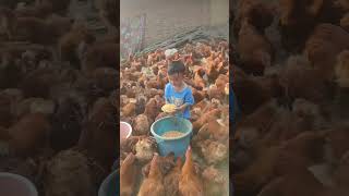 Rural children novice chicken farmers rural freerange chickens freerange chickens 115 [upl. by Egoreg267]