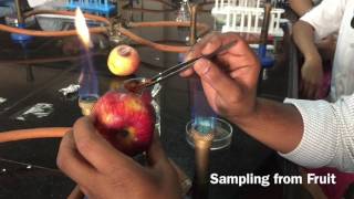 Microbiological Sampling from Spoiled Fruit [upl. by Katusha]