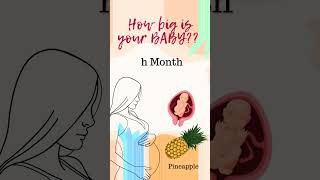 Pregnancy week by week  baby development month by month  How big is the baby now  pregnancy [upl. by Cecilius740]