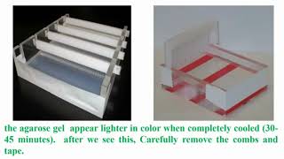 Casting Agarose Gel Electrophoresis [upl. by Kabab]