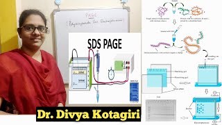 Polyacrylamide gel electrophoresis  PAGESDSPAGE  in detail with buffer preparationGenes amp Genus [upl. by Vivian]