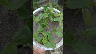 How to grow aparajita plant from seeds shorts gardening aparajitaplant homegarden [upl. by Corella]