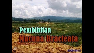 Pembibitan Mucuna Bracteata  Tanaman Kacangan Penutup Tanah  Perkebunan Kelapa Sawit [upl. by Asilrac953]