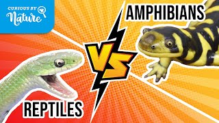 Reptiles Vs Amphibians  Whats the Difference [upl. by Heinrich]