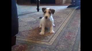 Jack Russell Terrier puppy quotCooperquot looking for toys [upl. by Rey]