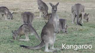 Platypus Kangaroo and Koala Facts [upl. by Rogergcam]