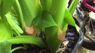 alocasia macrorrhizos quotborneo giantquot [upl. by Javier]