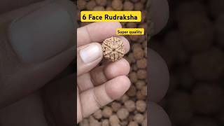 6 Mukhi Rudraksha rudraksha rudraksh rudrakshabenefits 6mukhi ytreels ytviral haridwar [upl. by Ttayh]