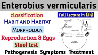 Enterobious vermicularis Pin worm Classification Habit Morphology Lifecycle Lab diagnosis amp Treat [upl. by Ranique]