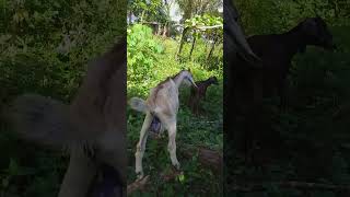 Special activity today castration for young bucklings for faster growth goatfarming goatlovers [upl. by Valene339]