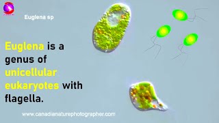 Euglena  Study of Protozoa with characteristics classification and examples [upl. by Yllatan]