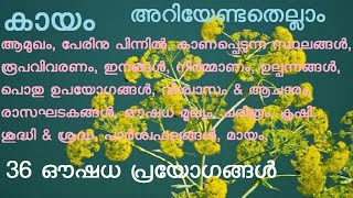 കായം Ferula narthex Ferula assafoetida Asafoetida പെരുങ്കായം അറബിക്കായം പാൽക്കായം [upl. by Aurea]