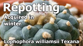 Repotting Acquired in Winter  Lophophora williamsii Texana [upl. by Philo319]