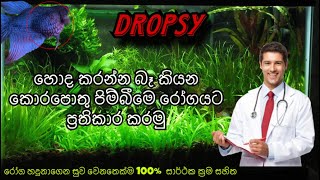 Dropsy රෝගය සුව කරමු  How to treat Betta Fish  Dropsy Treatments [upl. by Noonan]