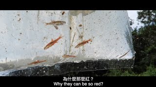 Boraras urophthalmoides in Malaysia stream 馬來西亞也有玫瑰小丑灯！ [upl. by Axel]