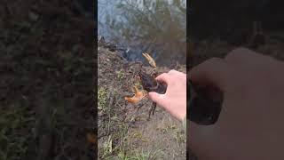 Accidentally Catching Crayfish While Trout Fishing [upl. by Oppen]