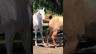 Horse First Time Meeting 2022 । Managing Mixed Gender Herds jessicavlogg [upl. by Retrop]