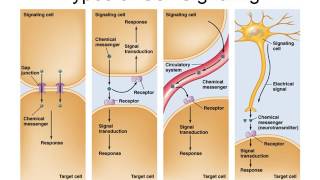 Spring 2017 14 Chemical Messengers and the Endocrine System [upl. by Ashley]