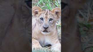 Lion Cubs BIG EYES Are Simply Irresistible  Safari Africa southafrica lionsafari animals [upl. by Chouest372]