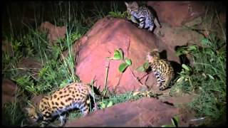 BlackFooted Cat  The Deadliest Cuteness animalenigmas [upl. by Acinorehs]