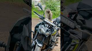 Z900 back seat 12000🥲🐵 z900 lekigoswami [upl. by Zeret]