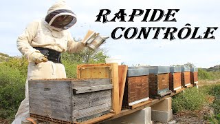 APICULTURE E41 Rapide contrôle des colonies 23 ouvertures et premières fleurs [upl. by Urd]