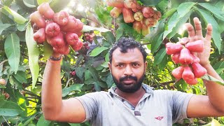 Water Apple Fruit Harvesting  Farm Fresh Rose Apple Fruit Harvesting  Bell Fruit  Village Vlogs [upl. by Ayrad]