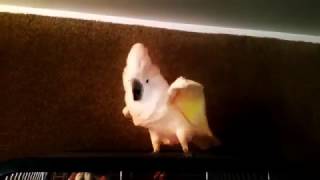 ANGRY COCKATOO GOING VIRAL  Unleashes More Than 250 FBombs  COCKATOO SWEARING [upl. by Alenas]