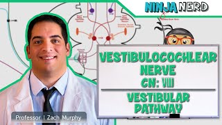 Neurology  Vestibulocochlear Nerve  Cranial Nerve VIII Vestibular Pathway [upl. by Monte]