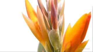 Timelapse Canna Indica Growing and Blooming  Indian Shot Indisches Blumenrohr [upl. by Crandell]