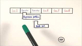 A2 Biology  Lac operon OCR A Chapter 192 [upl. by Analram]