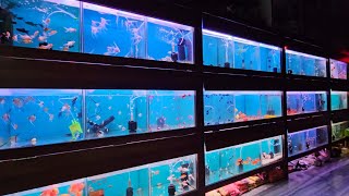 Most Beautiful Fish Shop in Kalyan  100 Plus Fish Varieties  New Lovely Aquarium And Pets [upl. by Ellenid]