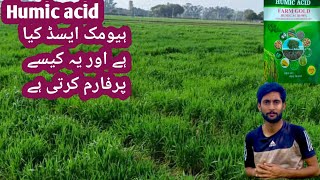 Benefits of humic acid on wheat  Mr plant [upl. by Beeson]