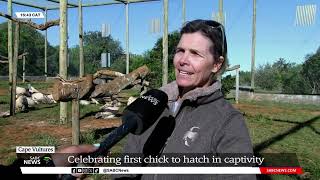 Cape Vultures  Celebrating first chick to hatch in captivity Kerri Wolter [upl. by Eetsirhc]