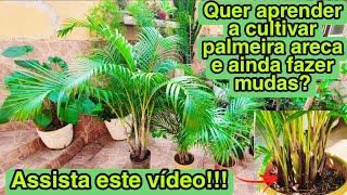 PALMEIRA ARECA BAMBU E RETIRADA DE MUDAS [upl. by Eleazar150]