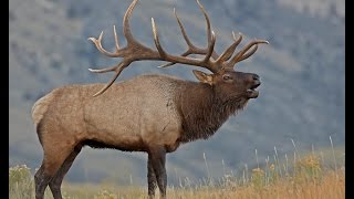 2016 Kings Bull Elk Calendar Monster Elk [upl. by Eillime]