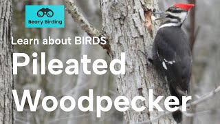 Learn about BIRDS Pileated Woodpecker [upl. by Dorweiler193]