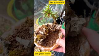 Bonsai plant making is not so easy gardening bonsai bonsaitree shortsfeed Samgreenworld [upl. by Fougere]