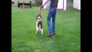 Dominate Aggression Springer Spaniel [upl. by Okomot]